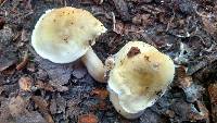 Tricholoma saponaceum image