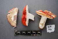 Russula fragilis image