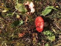 Russula fragilis image