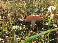 Russula fragilis image