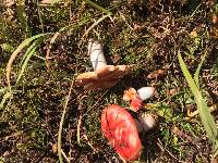 Russula fragilis image