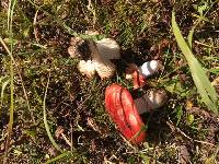 Russula fragilis image