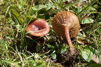 Lactarius subserifluus image