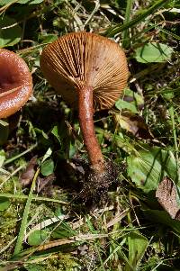 Lactarius subserifluus image