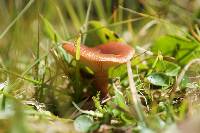 Lactarius subserifluus image