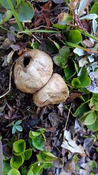 Lycoperdon radicatum image