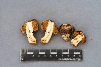 Cortinarius pinguis image