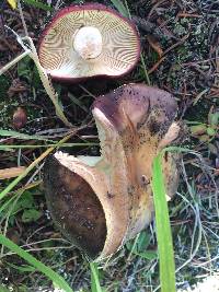 Russula xerampelina image