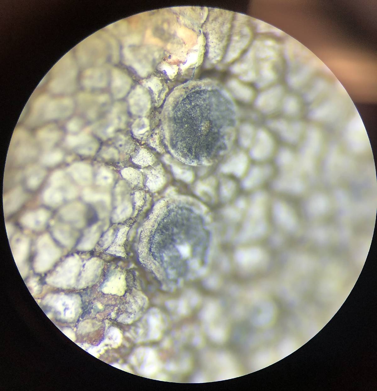 Lecanora cenisia image