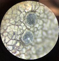 Lecanora cenisia image