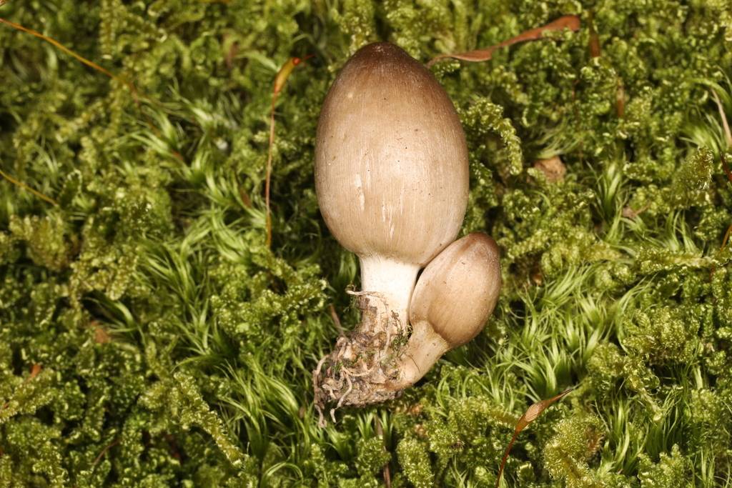 Coprinopsis pinguispora image