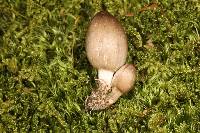 Coprinopsis pinguispora image