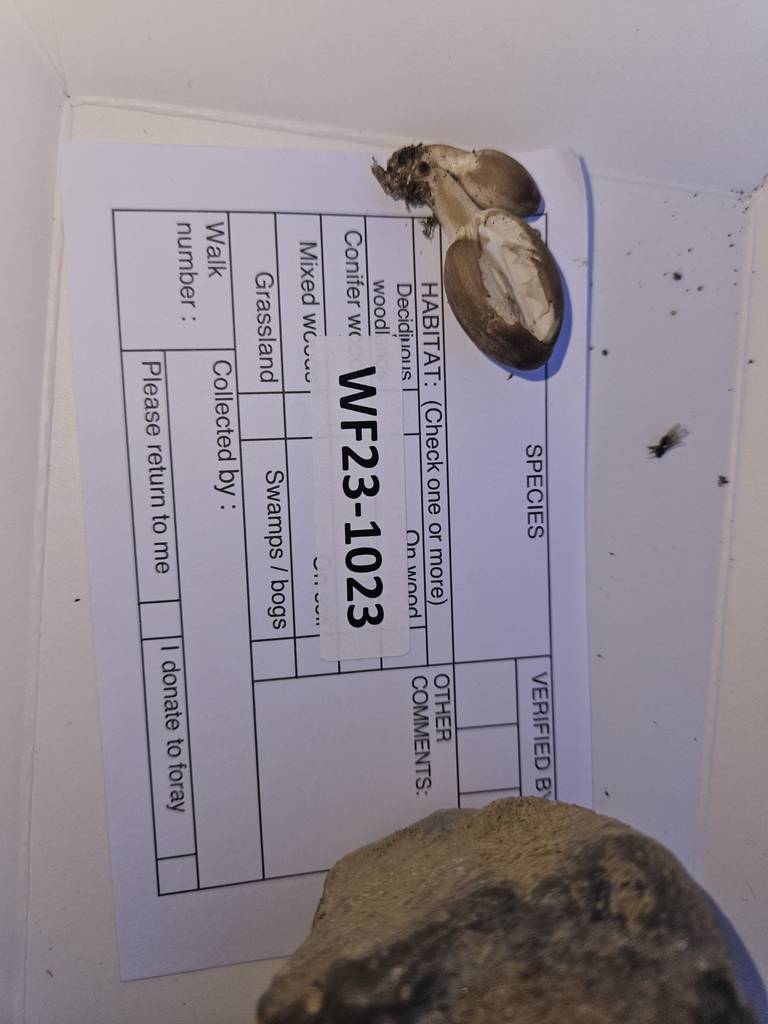 Coprinopsis pinguispora image