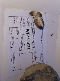 Coprinopsis pinguispora image