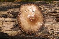 Pluteus hongoi image