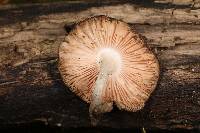 Pluteus hongoi image