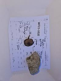 Pluteus hongoi image