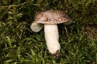 Russula redolens image