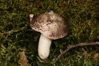 Russula redolens image