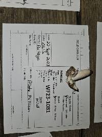 Russula redolens image