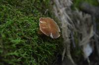 Image of Gyroporus borealis