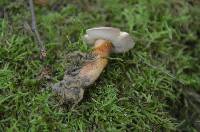 Gyroporus borealis image