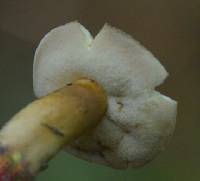 Gyroporus borealis image
