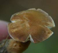 Gyroporus borealis image