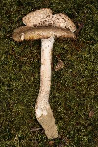 Amanita cinereconia image