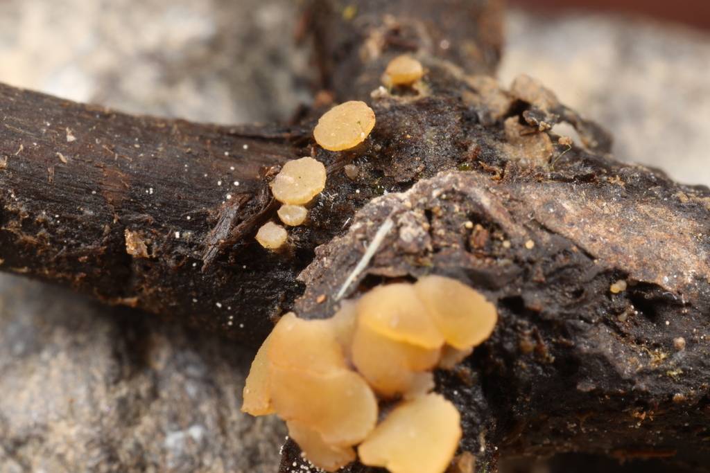 Leotiomycetidae image