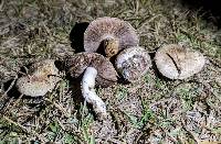 Agaricus porphyrocephalus image