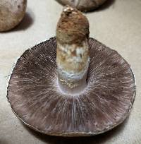 Agaricus porphyrocephalus image