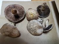 Agaricus porphyrocephalus image