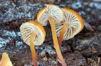 Xeromphalina enigmatica image