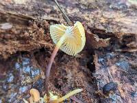 Xeromphalina enigmatica image