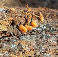 Xeromphalina enigmatica image