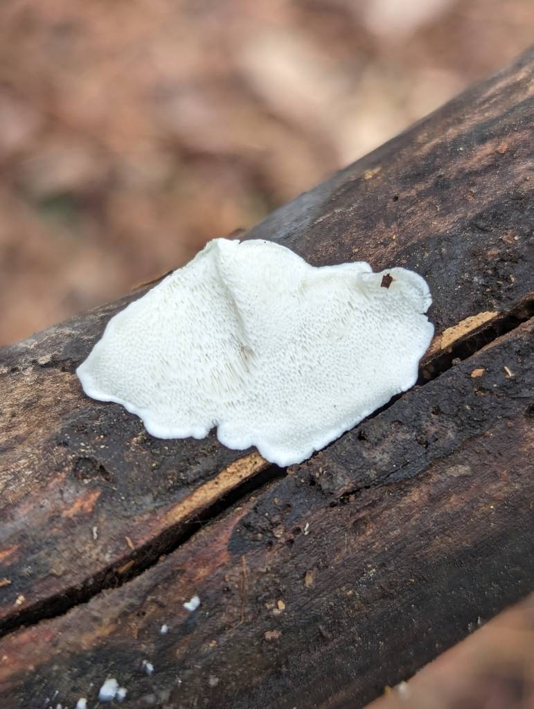 Cyanosporus populi image
