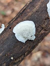 Cyanosporus populi image