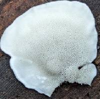 Cyanosporus populi image