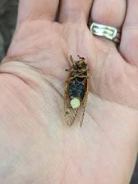 Massospora cicadina image