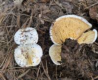 Multifurca ochricompacta image