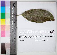 Strigula smaragdula image