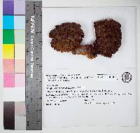 Globifomes graveolens image