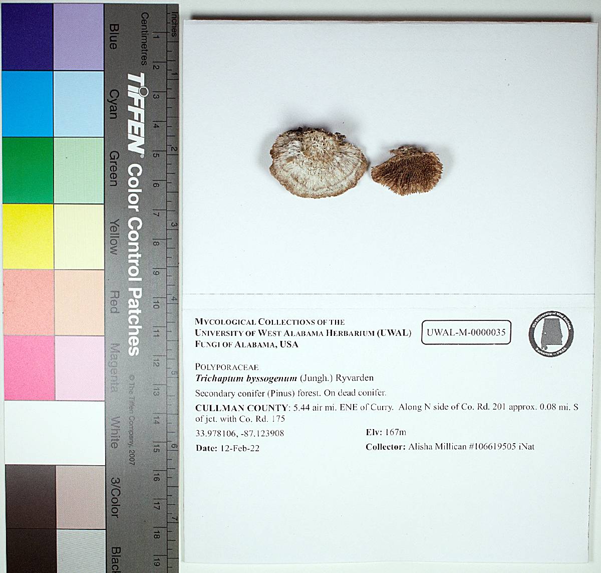 Trichaptum byssogenum image