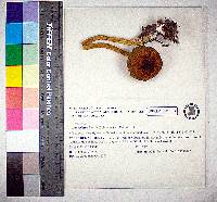 Aureoboletus betula image