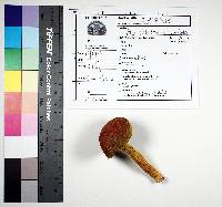 Aureoboletus betula image