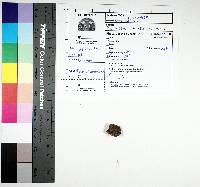 Phlebia lividina image