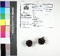 Xylaria liquidambar image