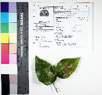 Phyllosticta subeffusa image