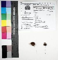 Paragalactinia succosa image